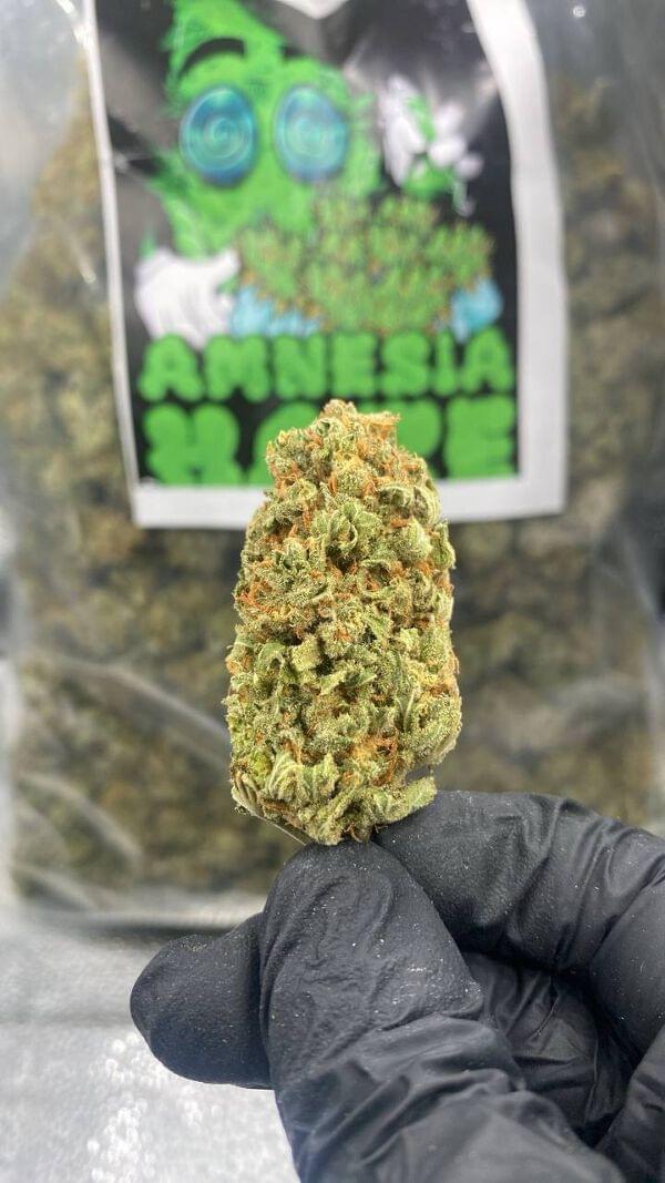 Buy ๐ฟ AMNESIA ๐ฟ online at best price from ๐๐ญ๐ฅ๐ง๐๐จ๐จ ๐๐ช ๐๐ค๐ง๐๐ฎ๐น