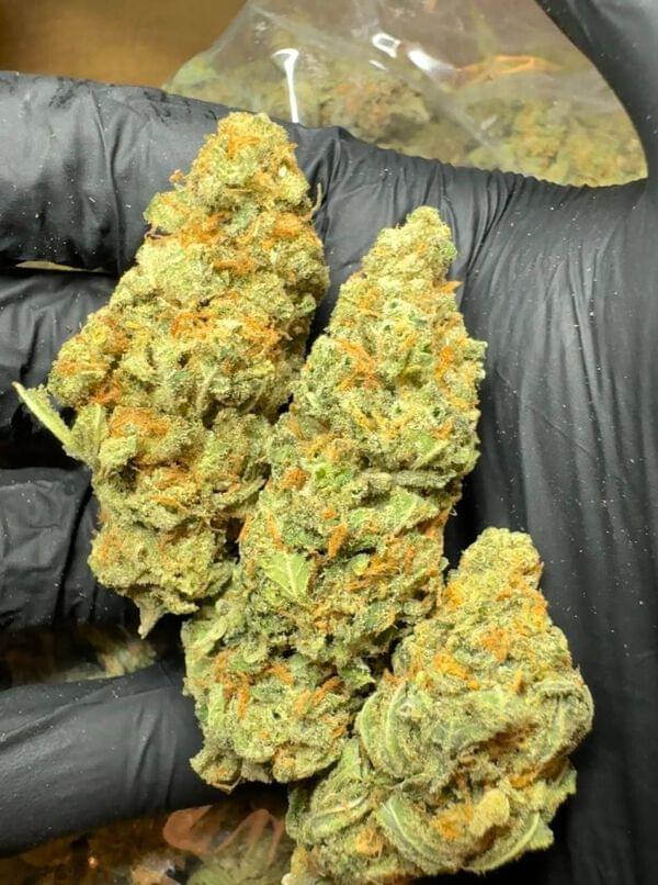 Buy SOUR DIESELโฝ๏ธโฝ๏ธ online at best price from ๐๐ญ๐ฅ๐ง๐๐จ๐จ ๐๐ช ๐๐ค๐ง๐๐ฎ๐น Sour Diesel